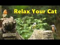 Cat TV ⭐ Woodland Birds and Bird Sounds ~ 8 HOURS ⭐ NEW ⭐