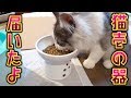 【猫壱の食器】脚付フードボウル・ラージサイズ到着！果たして気にいるのか…！？【はがね先生】