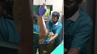 13 KG Indian Rock Python Released Back Into The Wild | Snake Rescue News