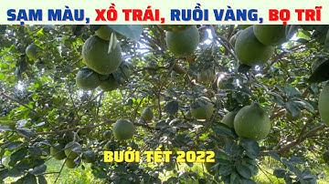 Bưởi Tết 2022: Sạm Màu, Xồ Trái, Ruồi Vàng, Bọ Trĩ. Cách Xử Lý? | Bưởi Da Xanh