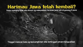 Harimau Jawa karena direkam di gunung P.Jawa(kalau tdk ada oknum yg lepas jenis lain)