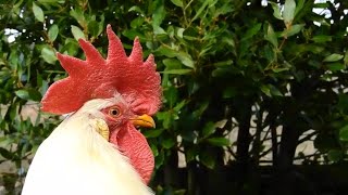 Free range chickens in  autumn