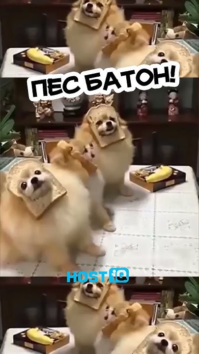 Хто тримає цей район? Пес Батон! - YouTube