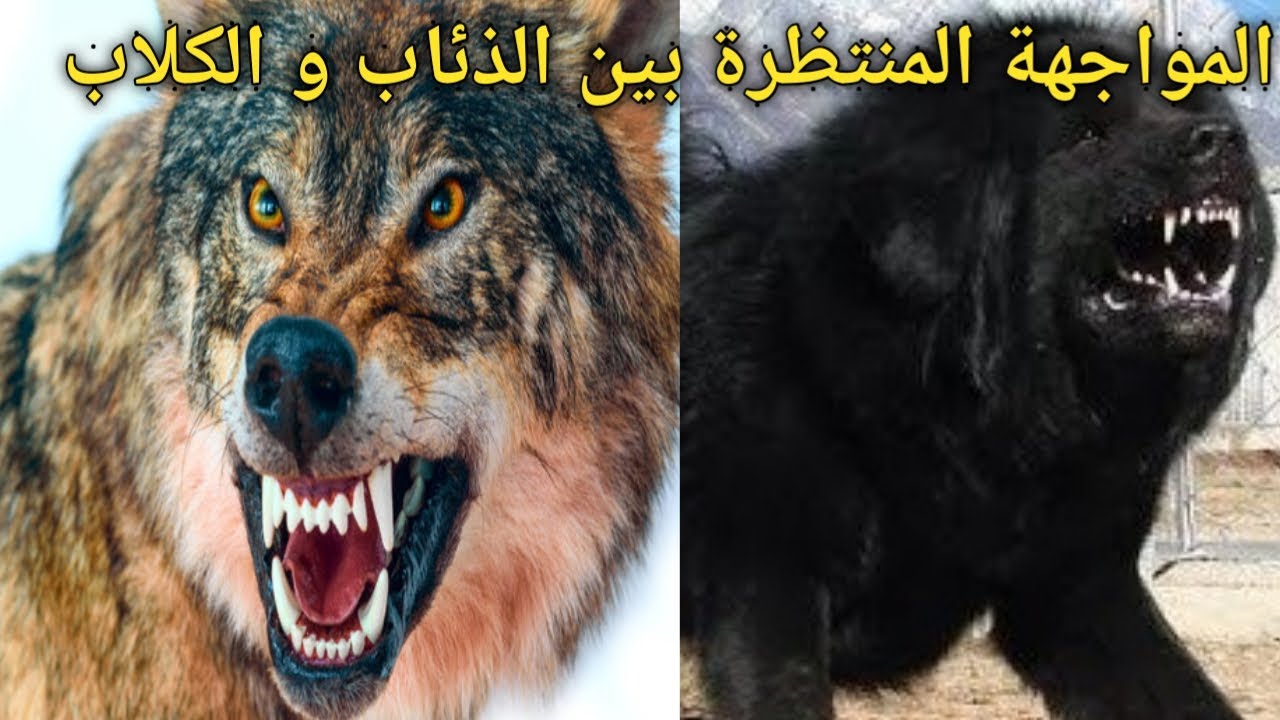 مقارنة الذئاب بالكلاب كل ما تريد معرفتة عن الذئاب - YouTube