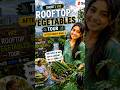 1 Minute Rooftop Vegetable Garden Tour, 1 मिनट में मेरी छत की सब्जियां की सैर! #shorts #trending