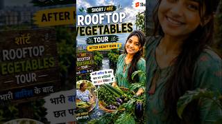 1 Minute Rooftop Vegetable Garden Tour, 1 मिनट में मेरी छत की सब्जियां की सैर! #shorts #trending