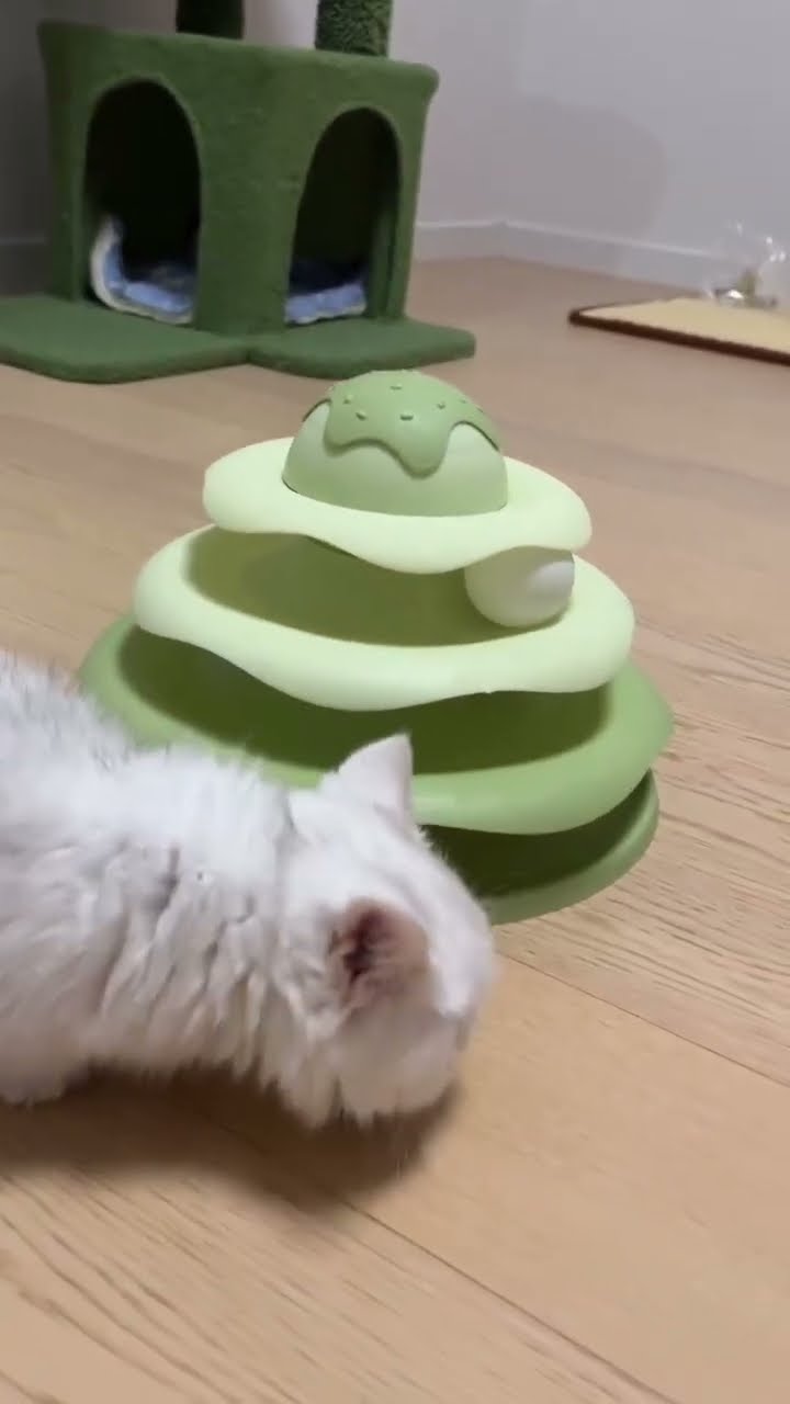 Funny kitten ? ? ? ? ?