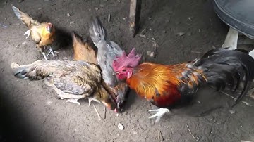 Pub Qaib Dub - 9/9/2017