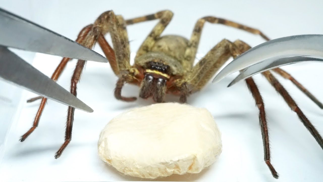 親グモの前で卵を開けると…