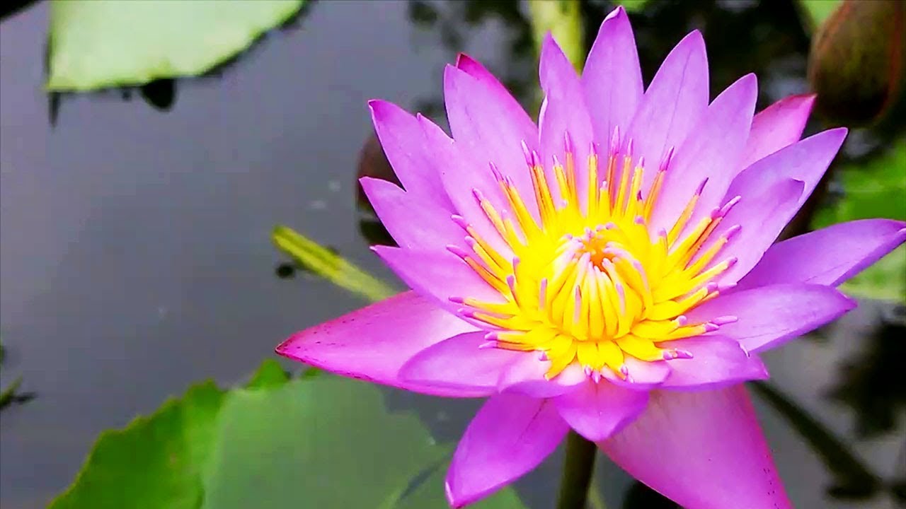 How an Aqua farm is growing Lotus Plants for Ponds YouTube