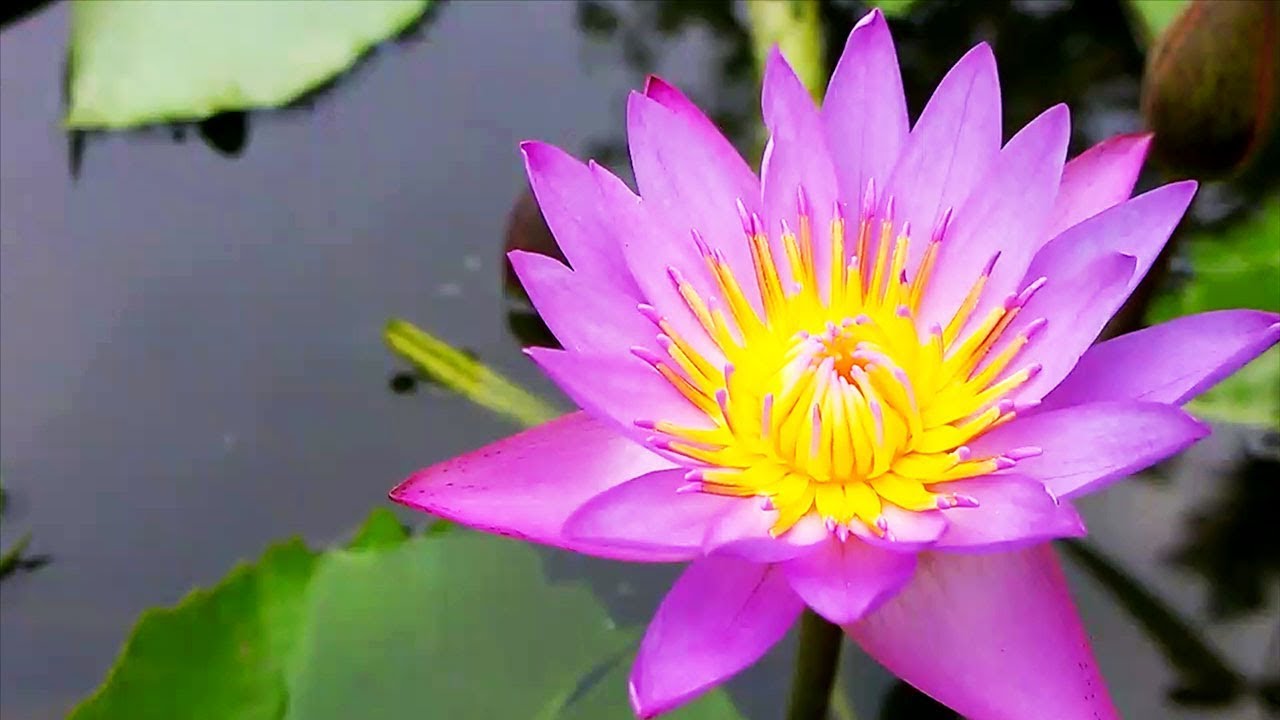 How Do You Grow A Lotus In A Pond?