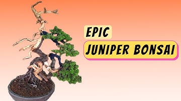 Deadwood Juniper Bonsai Tree | Bonsai Inspiration 盆栽真柏枯木技術