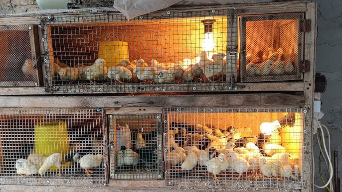 Sariq ozining jozibasini korsatadi