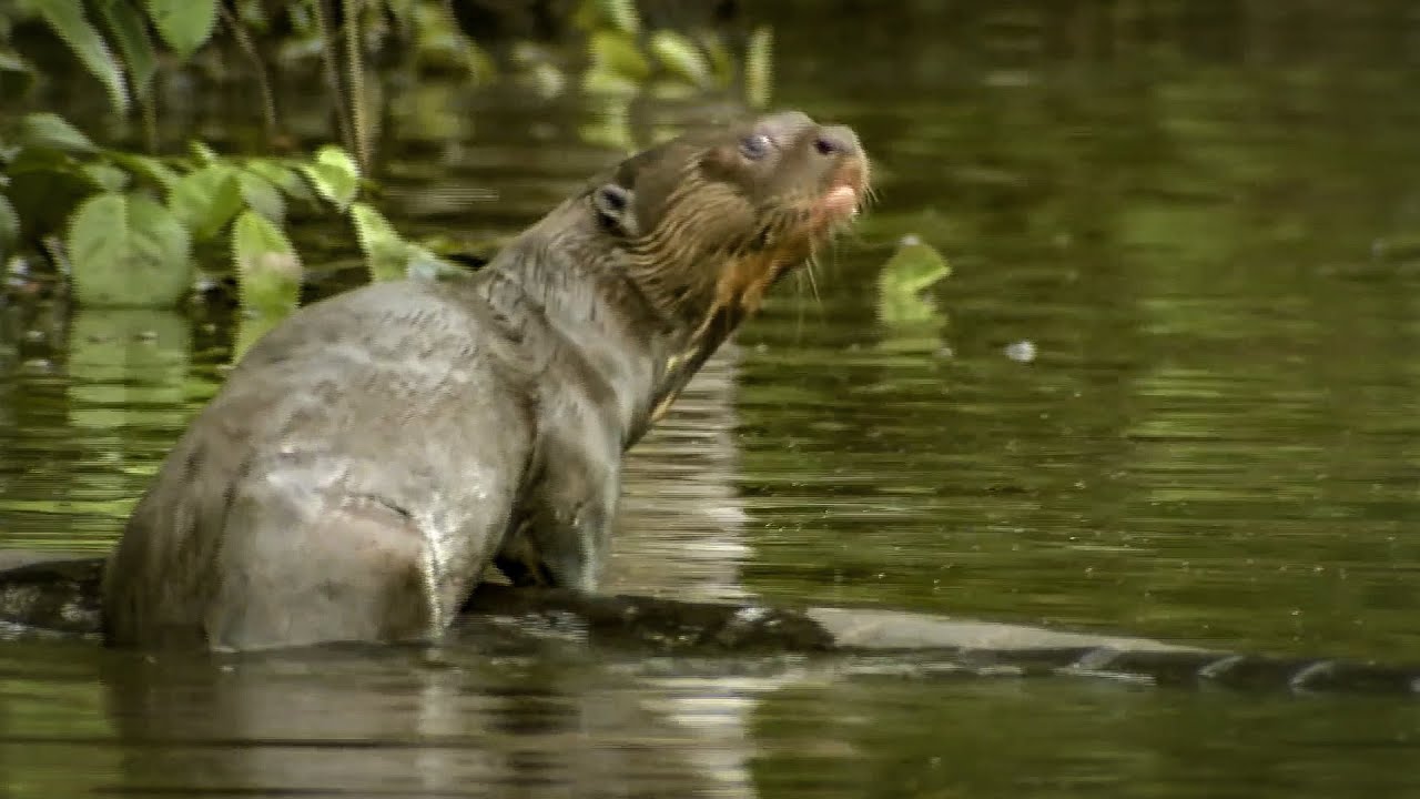 Spotting A Rare Giant Amazon Otter Deadly 60 Series 2 c Earth Youtube