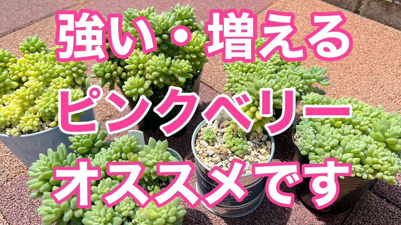 多肉植物』『ガーデニング』254 🔰初心者さんにオススメ💕育てやすい