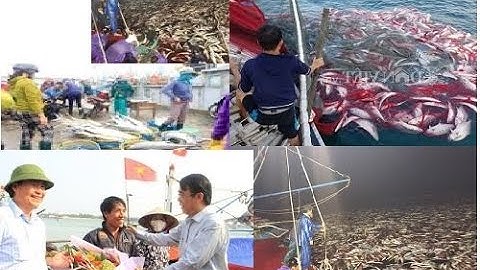 mẻ cá bè vàng lịch sử 160 tấn, giá trị hơn 5 tỷ đồng[Tin Tức 24h]