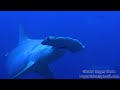 .observations  scalloped hammerhead 4k u.