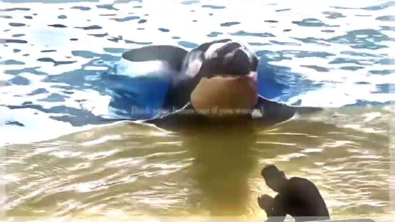 DIRTY LITTLE ANIMALS [loro parque] (HEAVY FLASH WARNING)