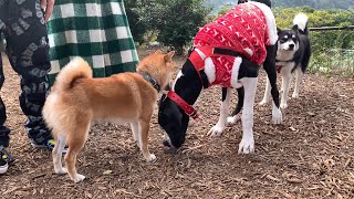 自分よりも小さな犬に怯えてしまう超大型犬
