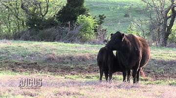 The Angus Report, July 15, 2013: Practical Applications