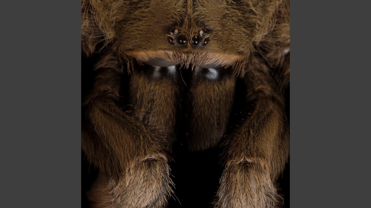 Tarantula - YouTube