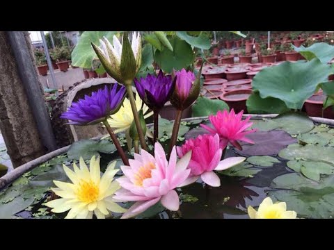 Video: Lily: mga uri at uri. Asian lily hybrids