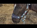Stable vlog @Ps_equestrian @kk_equestrian_ponies thx for being in my vid