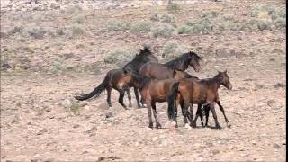 Nevada Wild Mustangs