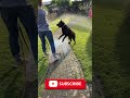so gut #tiktok #labrador #retreiver #puppy #labradorretriever #dog #love