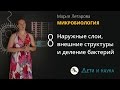 8. Наружные слои, внешние структуры и деление бактерий. Микробиология 10 - 11 класс