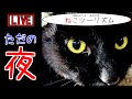 【猫と車中泊】オコノミヤキ