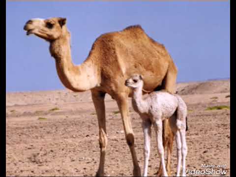 ود الفكي شاعر عموم ابناء جنيد