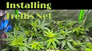 Installing Trellis Net : VivoSun Setup 2x2x4