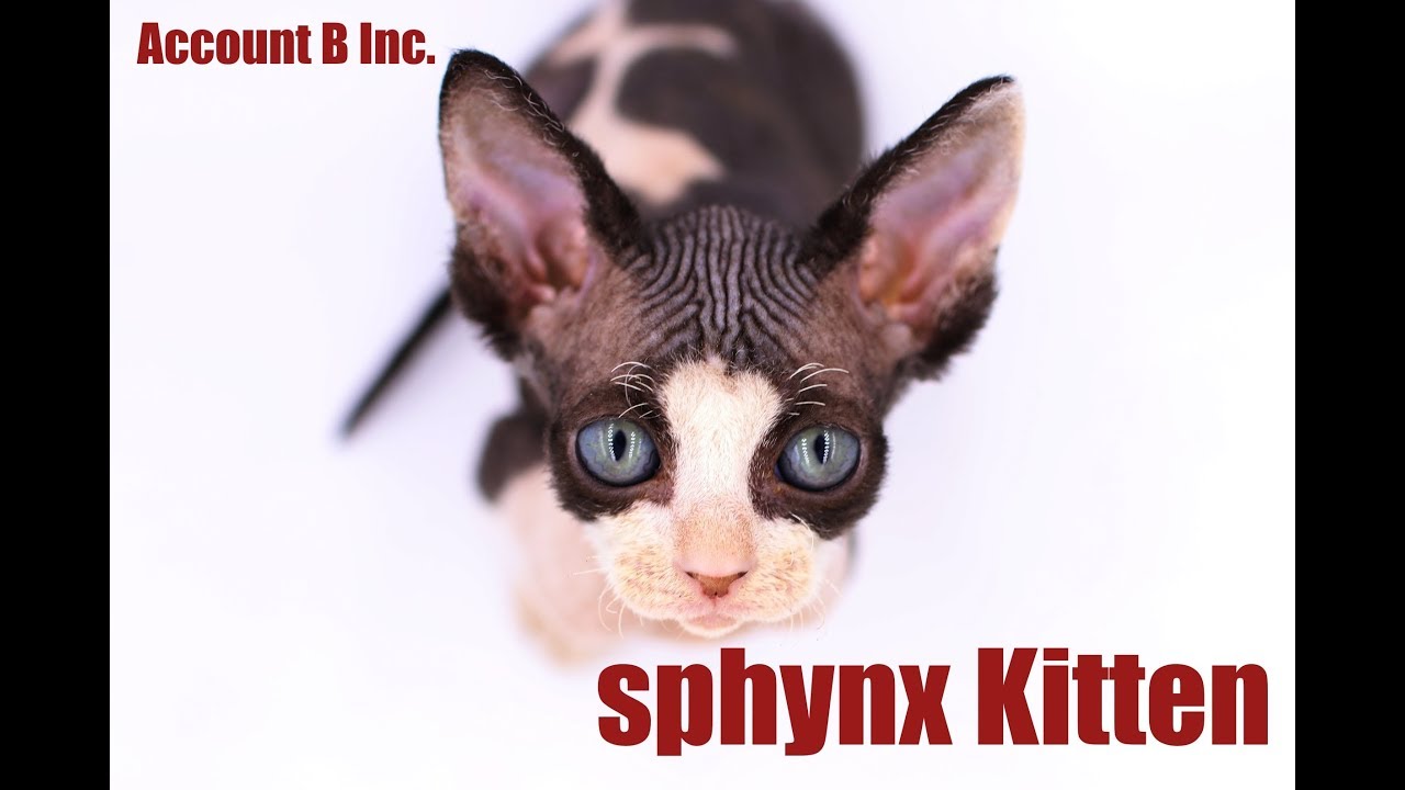 スフィンクス 子犬や子猫たちのペット販売情報が満載 ペットステーション スフィンクス 子犬や子猫たちのペット販売情報が満載 ペットステーション