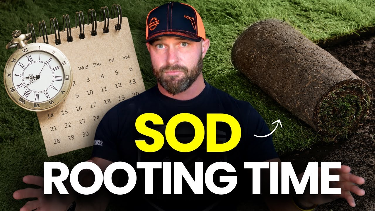 How Soon Will My Sod Take Root?