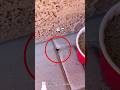 庭にできた穴の正体