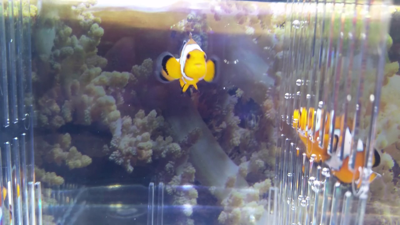 camera iphone 8 plus apk Snowflake Clownfish (SNWF01) ~ Clownfish Hatchery