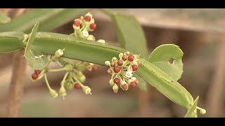 Pirandai plant  amazing benefits to grow this plant at your home | Poovali | News7 Tamil