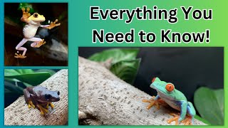 RedEyed Tree Frog Care Guide!