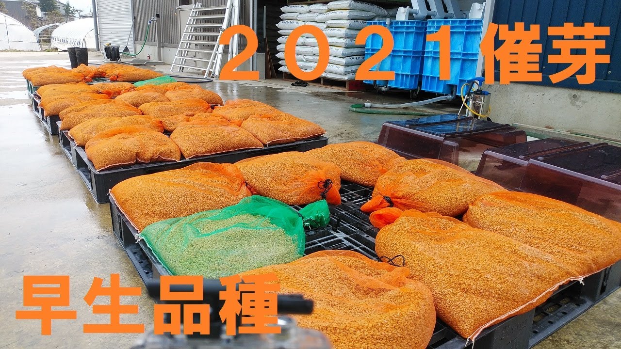 米つくり2021　催芽編