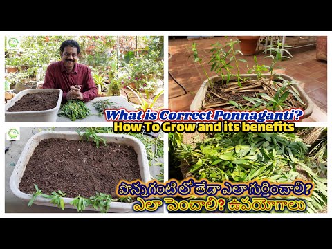 What is Correct Ponnaganti? How To Grow&Benefits?పొన్నగంటి లో తేడా ఎలా గుర్తించాలి? ఎలా పెంచాలి?