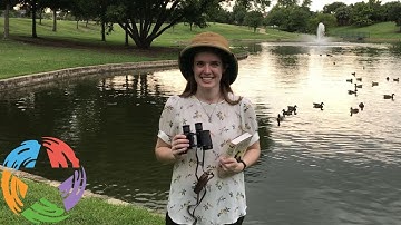 STEAM Connections: Beaks at the Bird Buffet