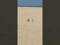 Two Seagulls Hilariously Talk On Beach!