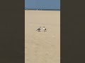 Two Seagulls Hilariously Talk On Beach!