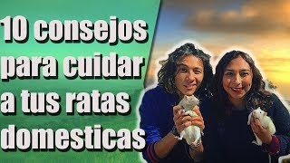 10 consejos para cuidar a tus ratas mascota/domésticas. Darwin y Tesla | TUTOS