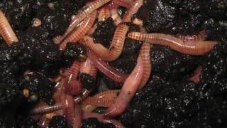 3.10 Vermicomposting of Biowaste