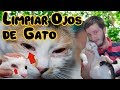 Cómo limpiar los ojos de un gato con conjuntivitis