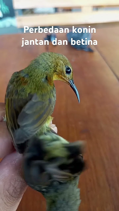 Perbedaan Konin jantan dan betina. Jadi paruh oren belum jaminan jantan ya #kicaumania #burung#konin