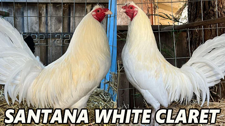 Pure White Claret Warhorse SANTANA FARM - Beautifu...