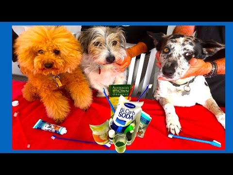 DOG TOOTHPASTE TEETH NATURAL CLEAN DENTAL HYGIENE DIY by Cooking For Dogs